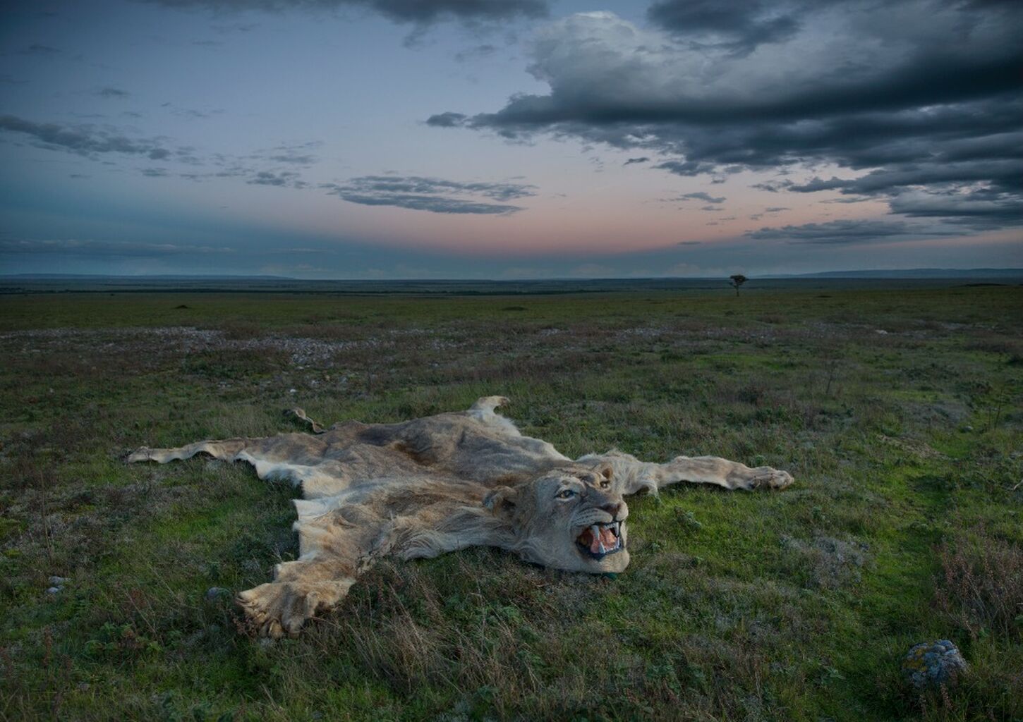 Trophy hunting myths