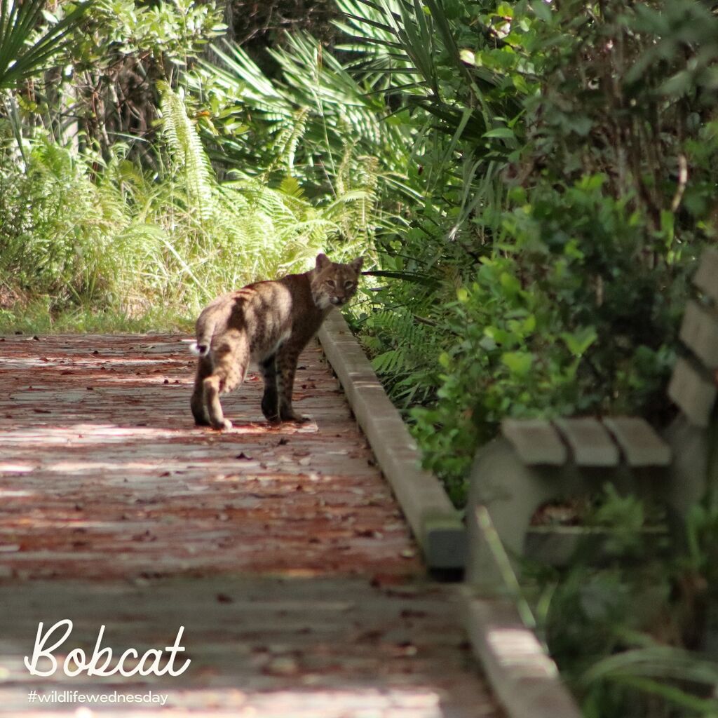 Living With Bobcats