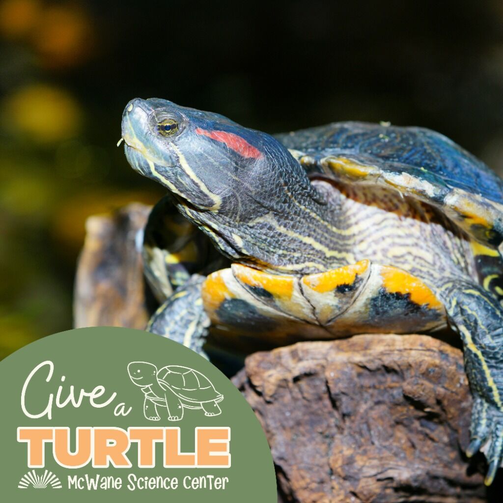 Give a Turtle