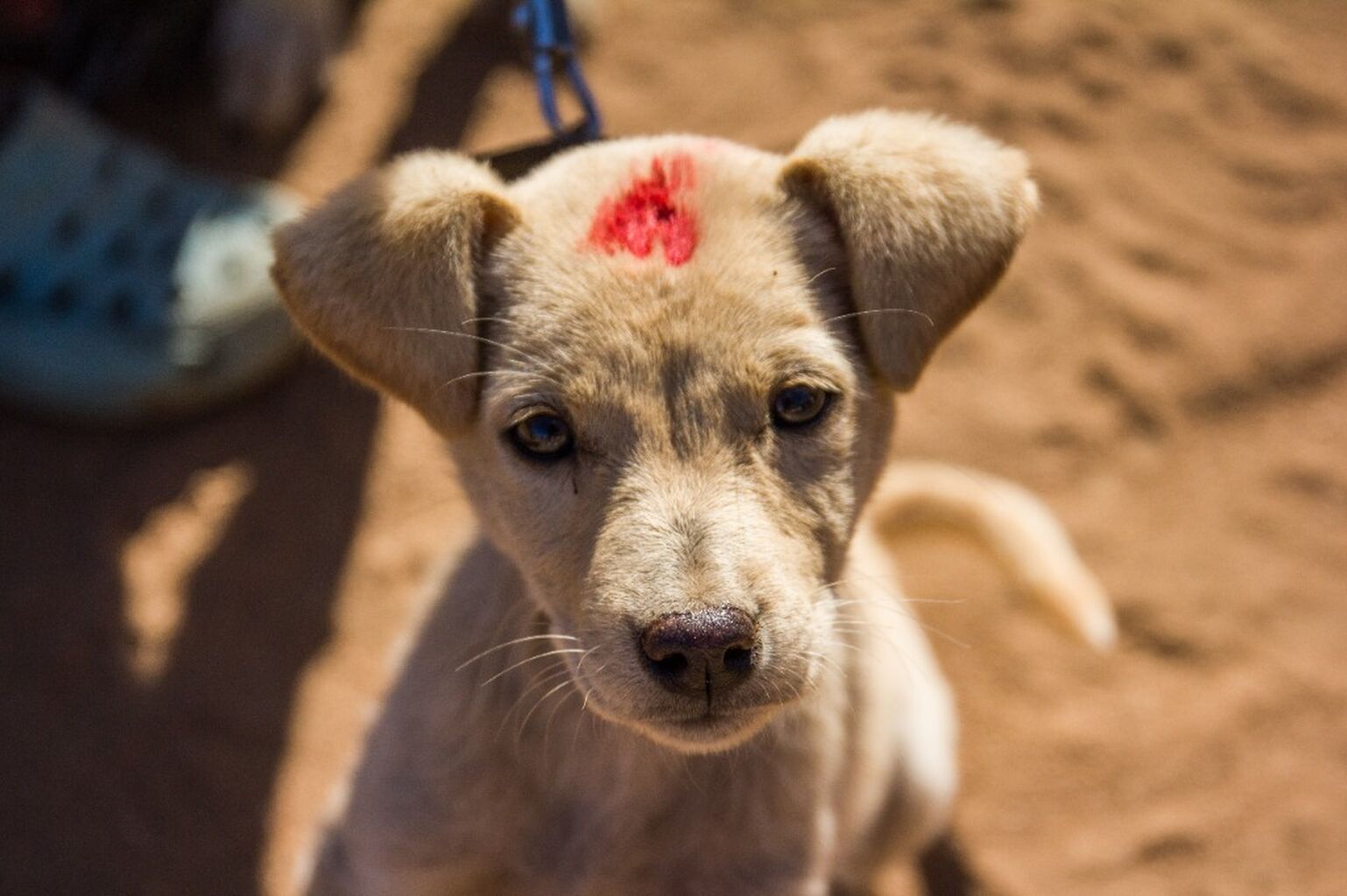 Discover more about Mission Rabies