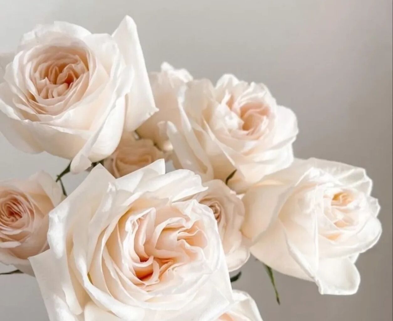 🌹 ~𝑹𝒆𝒍𝒂𝒙~  ...