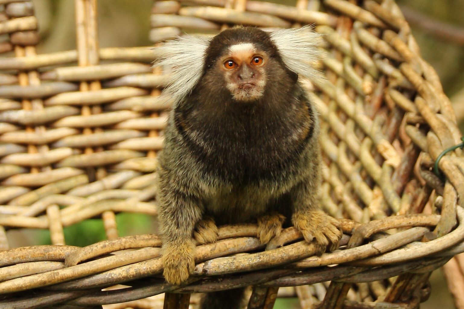 Pet primate licensing regulations