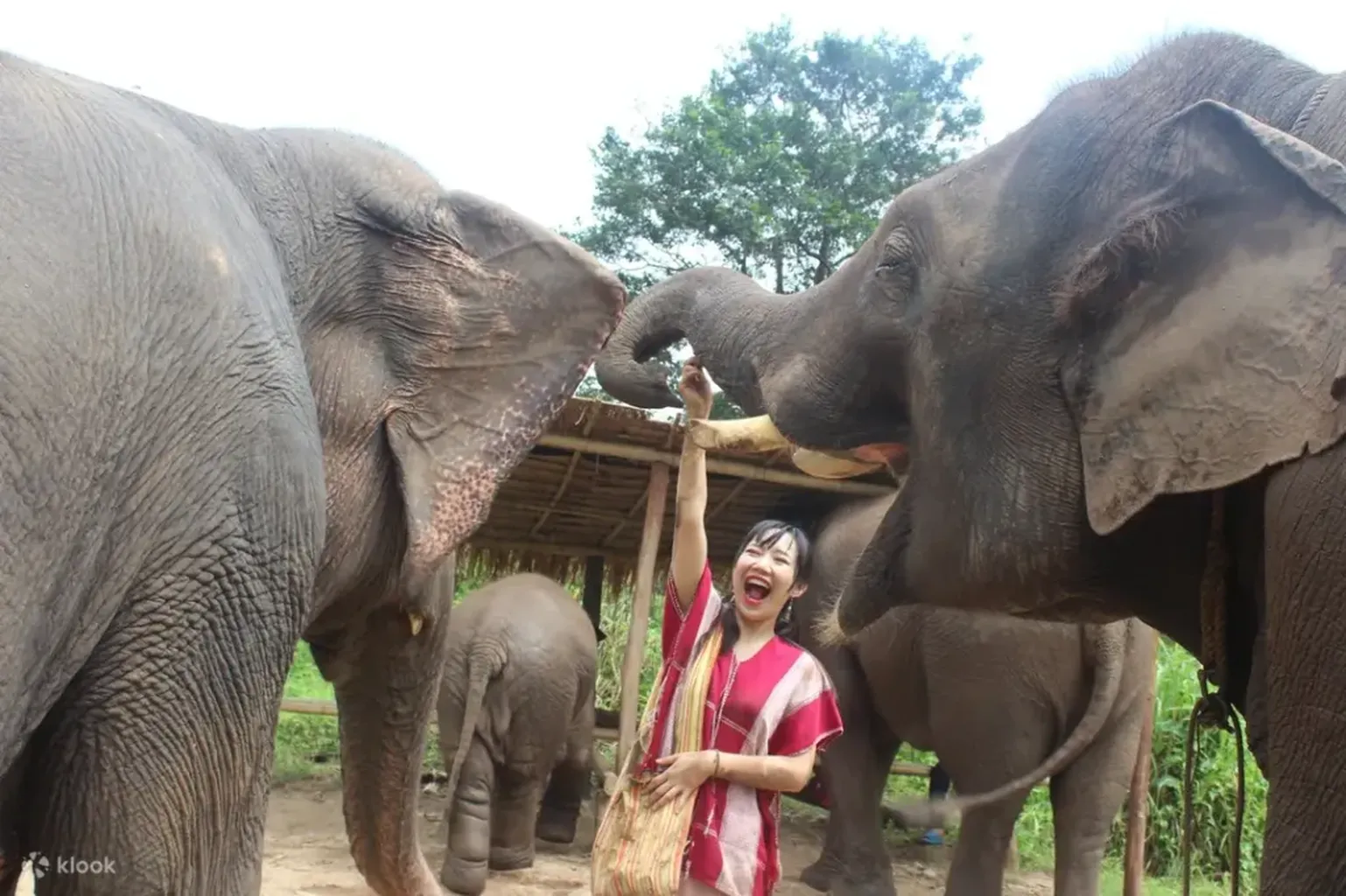 Elephant Eco Park in Chiang Mai