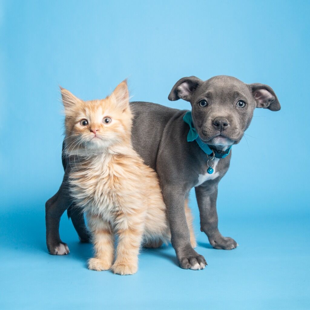 Adopt