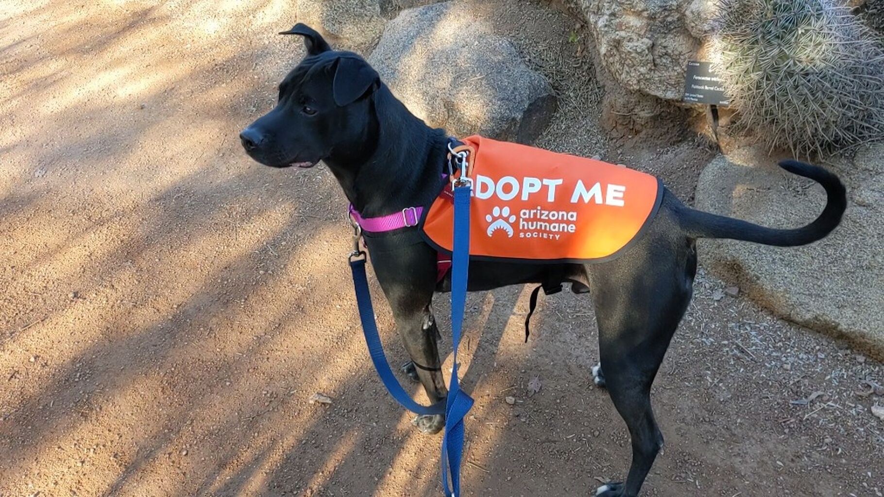 Doggy Field Trips 