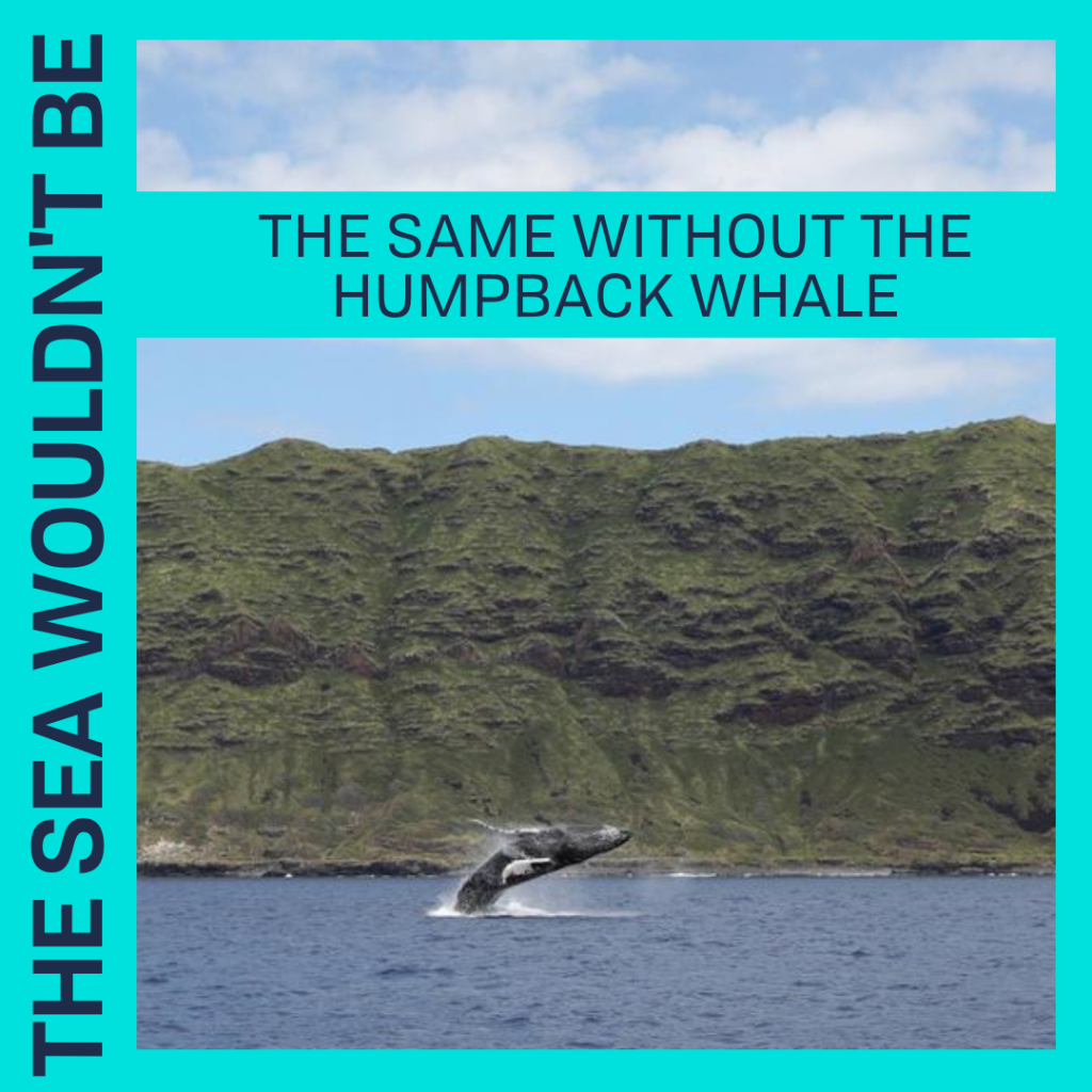  THE SEA WOULDN'T BE THE SAME WITHOUT THE HUMPBACK WHALE