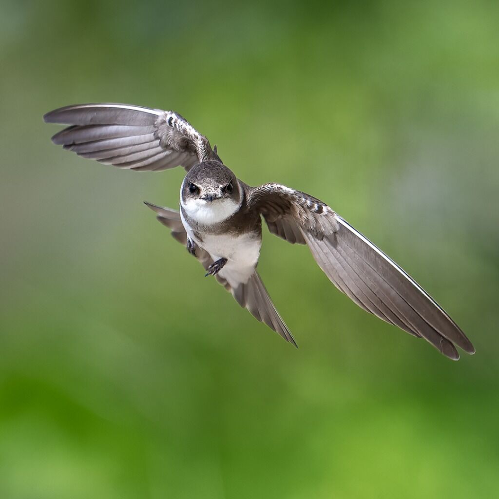 27-02 | ONLINE | WEBINAR Z 9 VOGEL FOTOGRAFIE