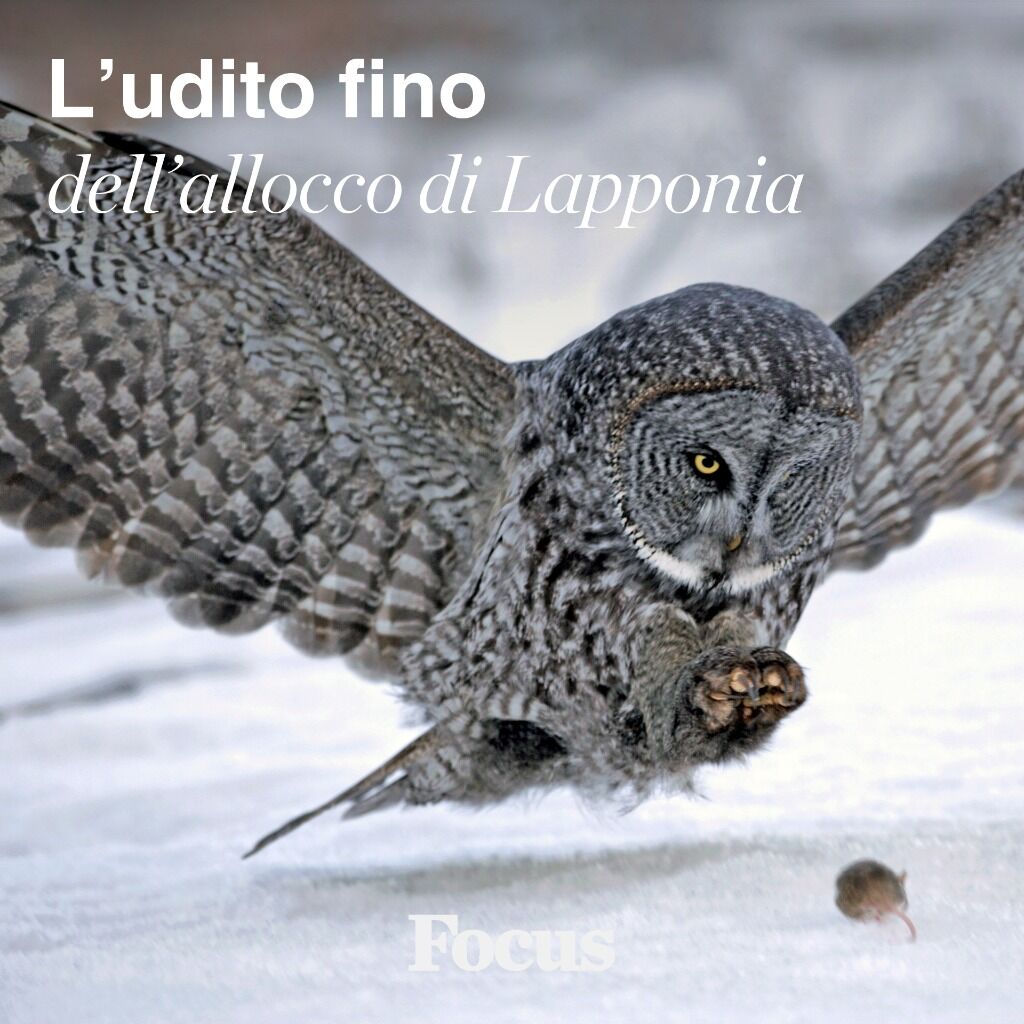 L'allocco di Lapponia: udito fino