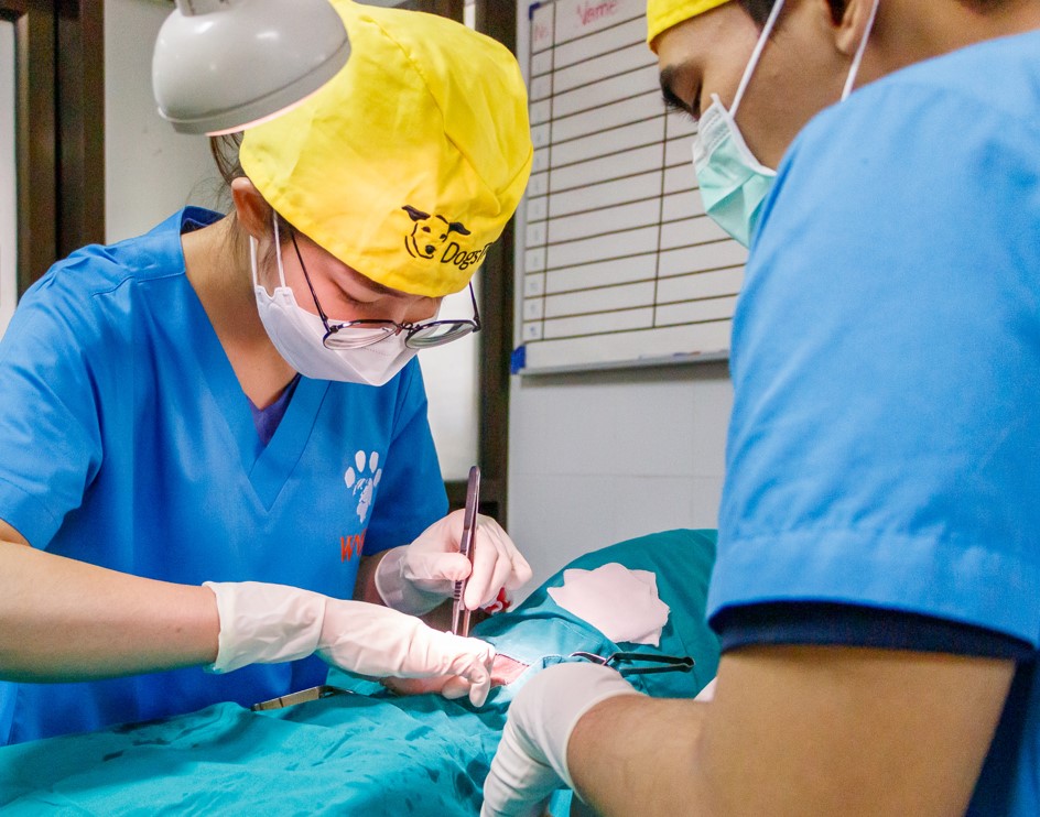 Spay it forward: The benefits of spaying and neutering