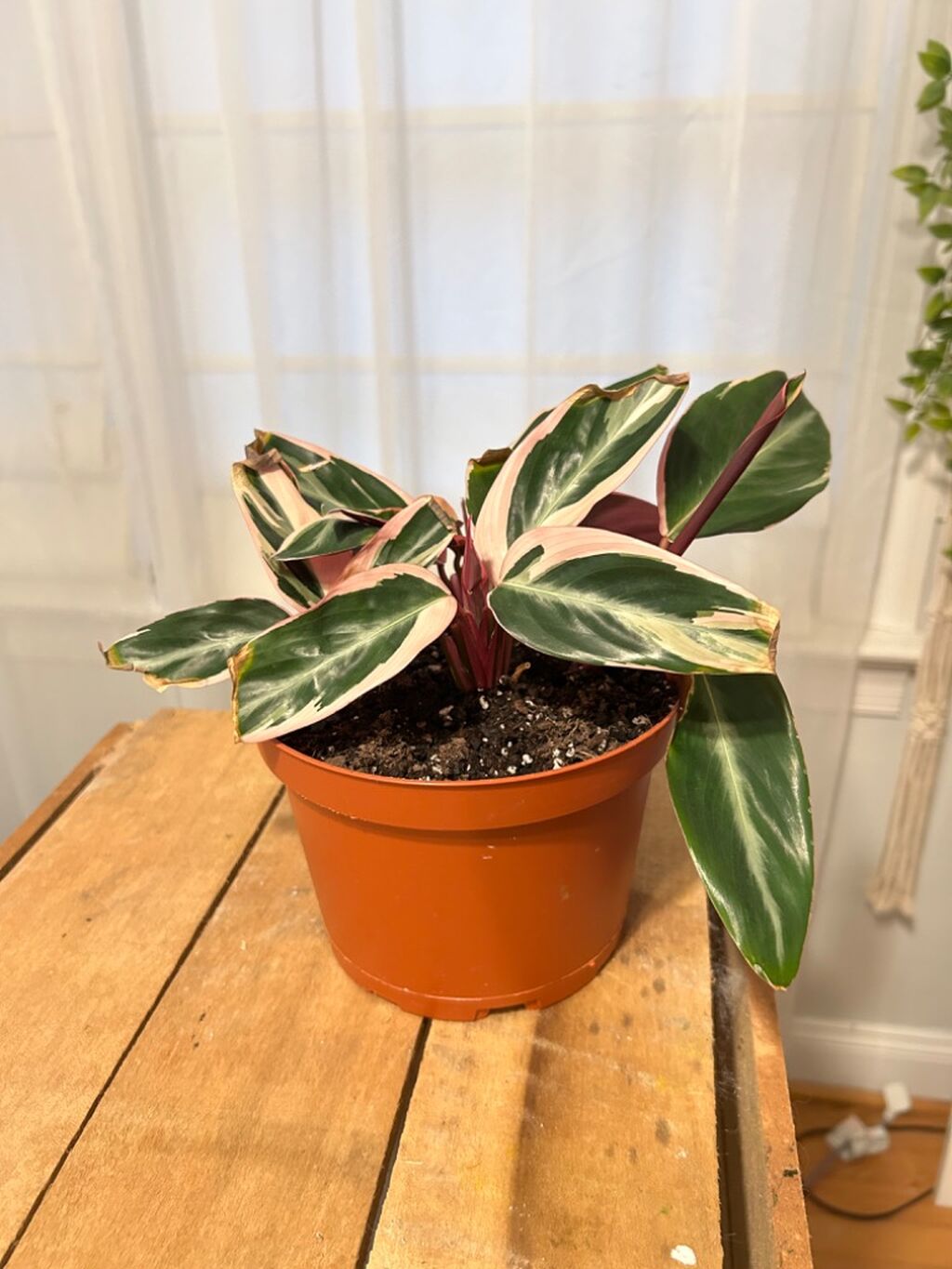 @kaitlinslittleplants instagram 