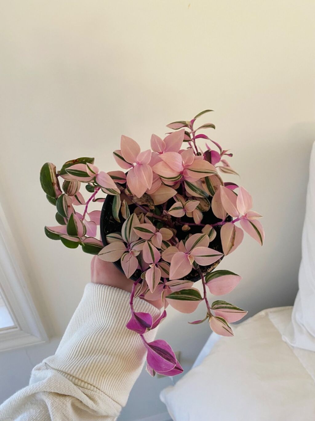 @kaitlinslittleplants tiktok 