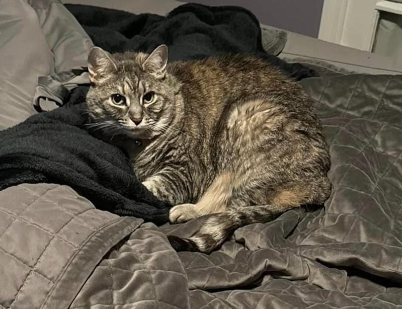 Lost pet scam and contact information for missing cat riley