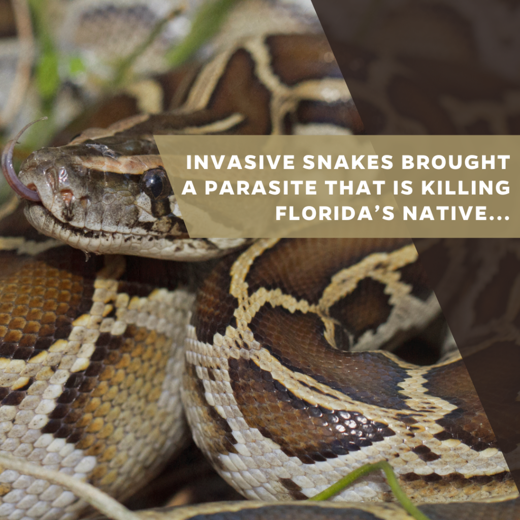 Invasive snakes brought a parasite that is killing Florida&rsquo;s native reptiles 