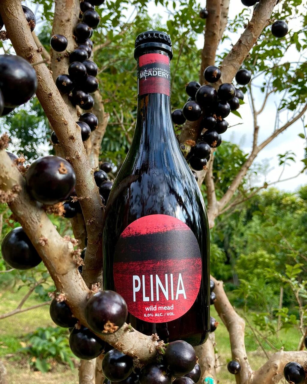 No te quedes sin probar Plinia