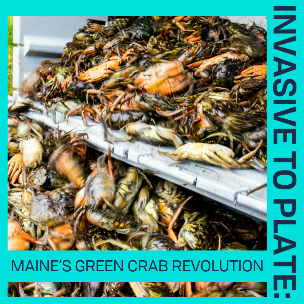 Maine's Green Crab Revolution