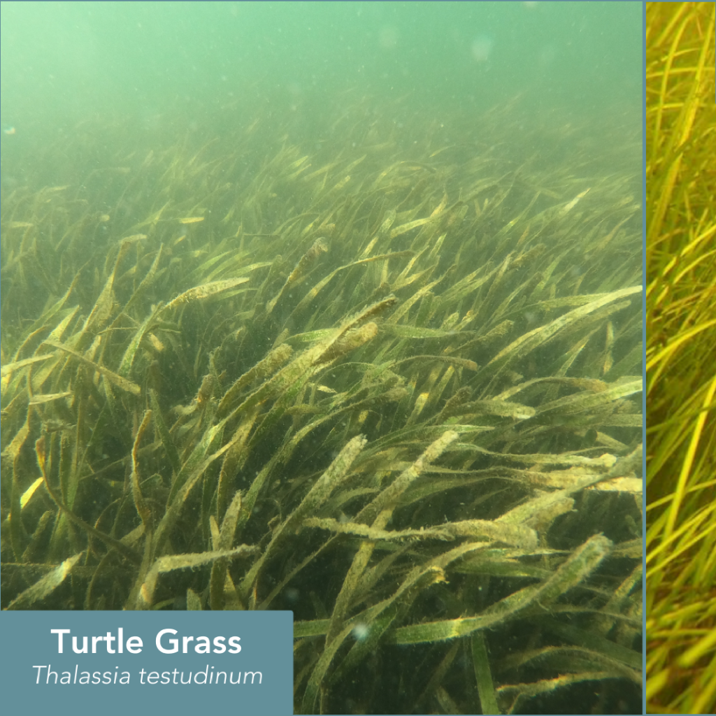 Seagrasses