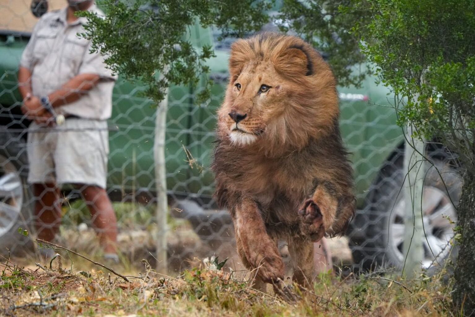 Ukraine Lions: From the frontline to freedom