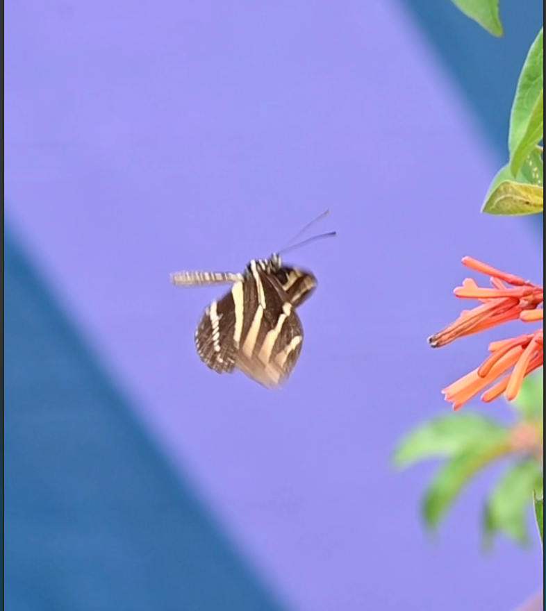 Butterfly Program at Zoo Miami