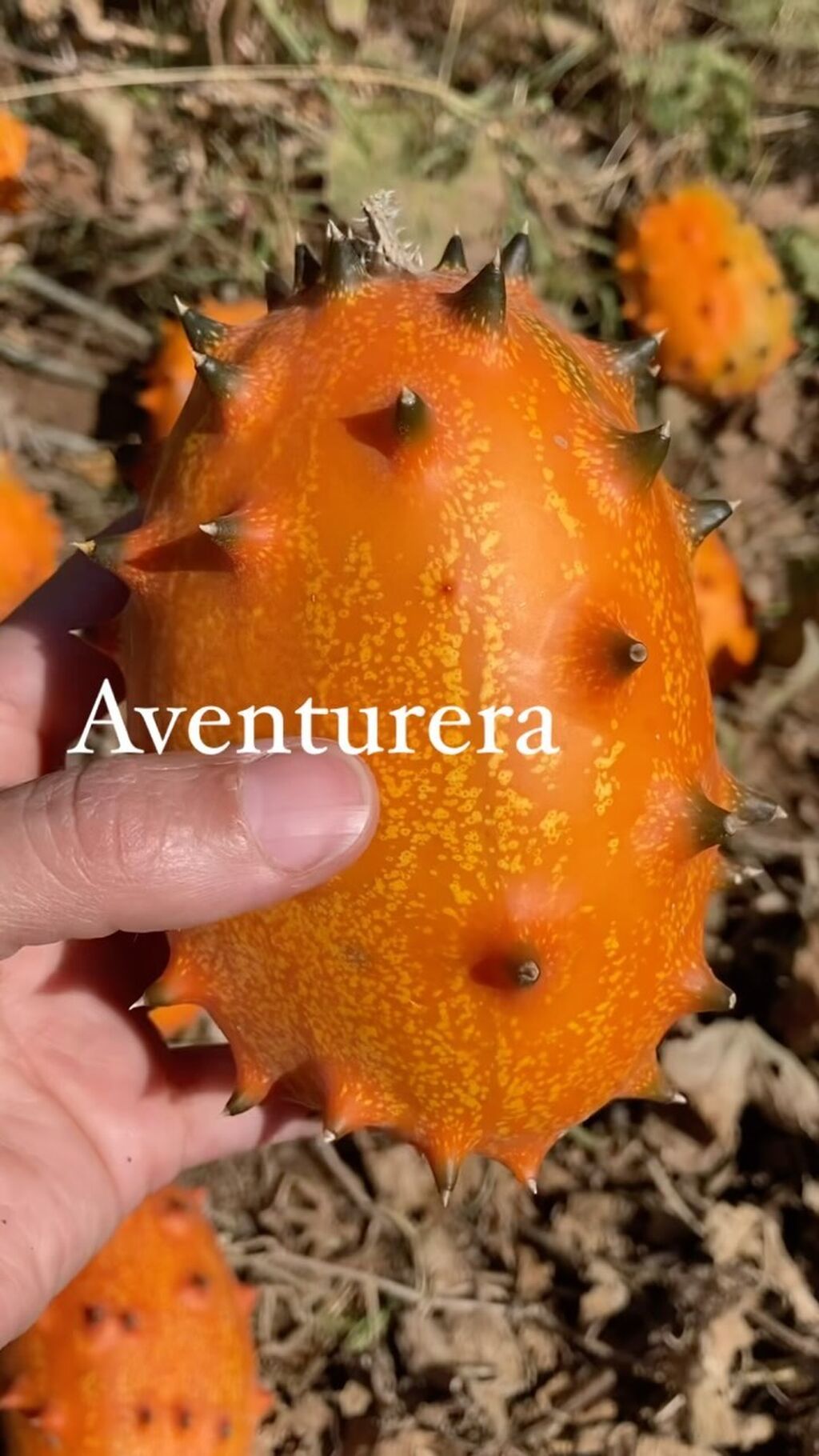 &iexcl;Descubre una verdadera explosi&oacute;n de sabores ex&oacute;ticos! 🥝🍍🥒🍯🍈🥥