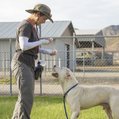 Dog Training Classes