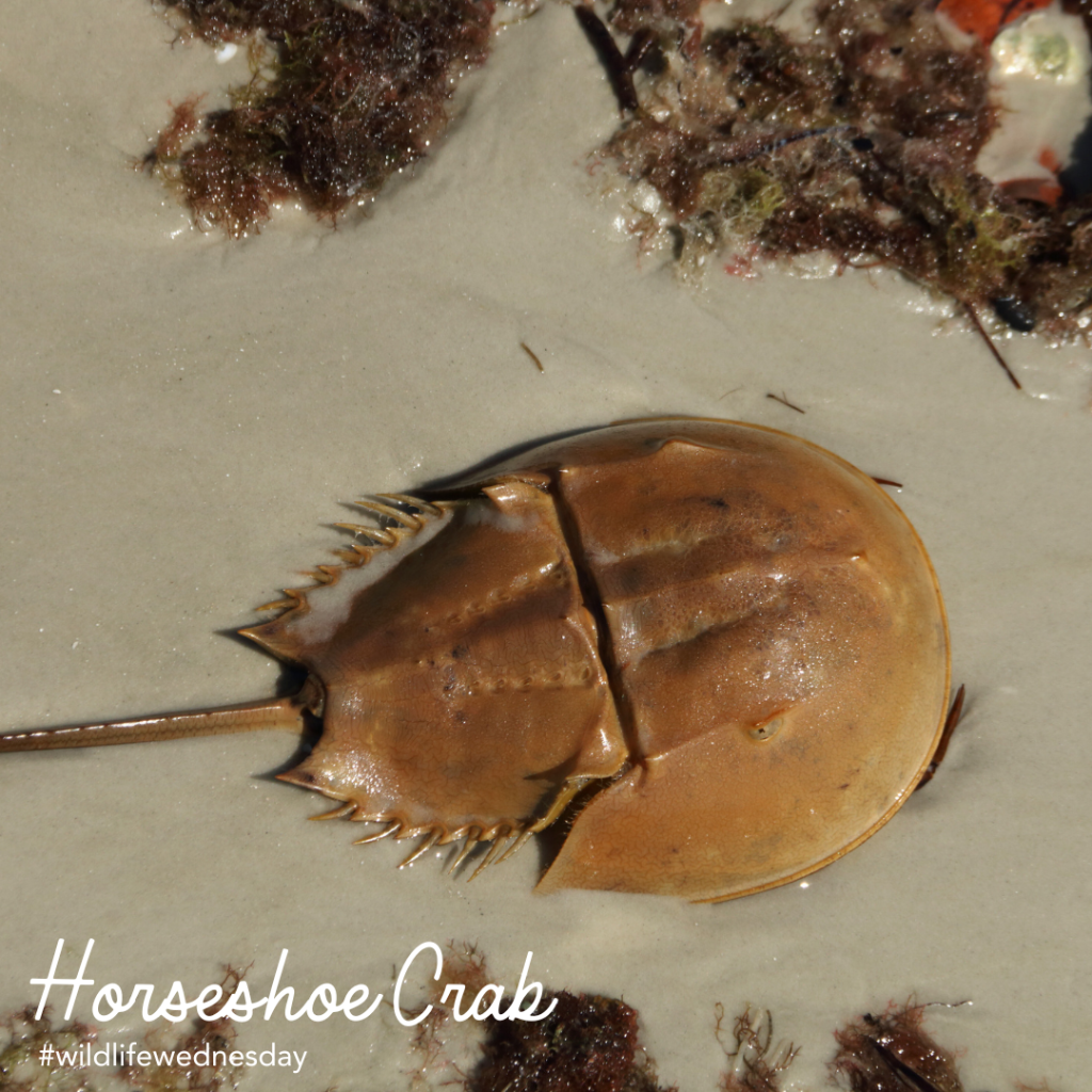 Report Horseshoe Crab Sightings 