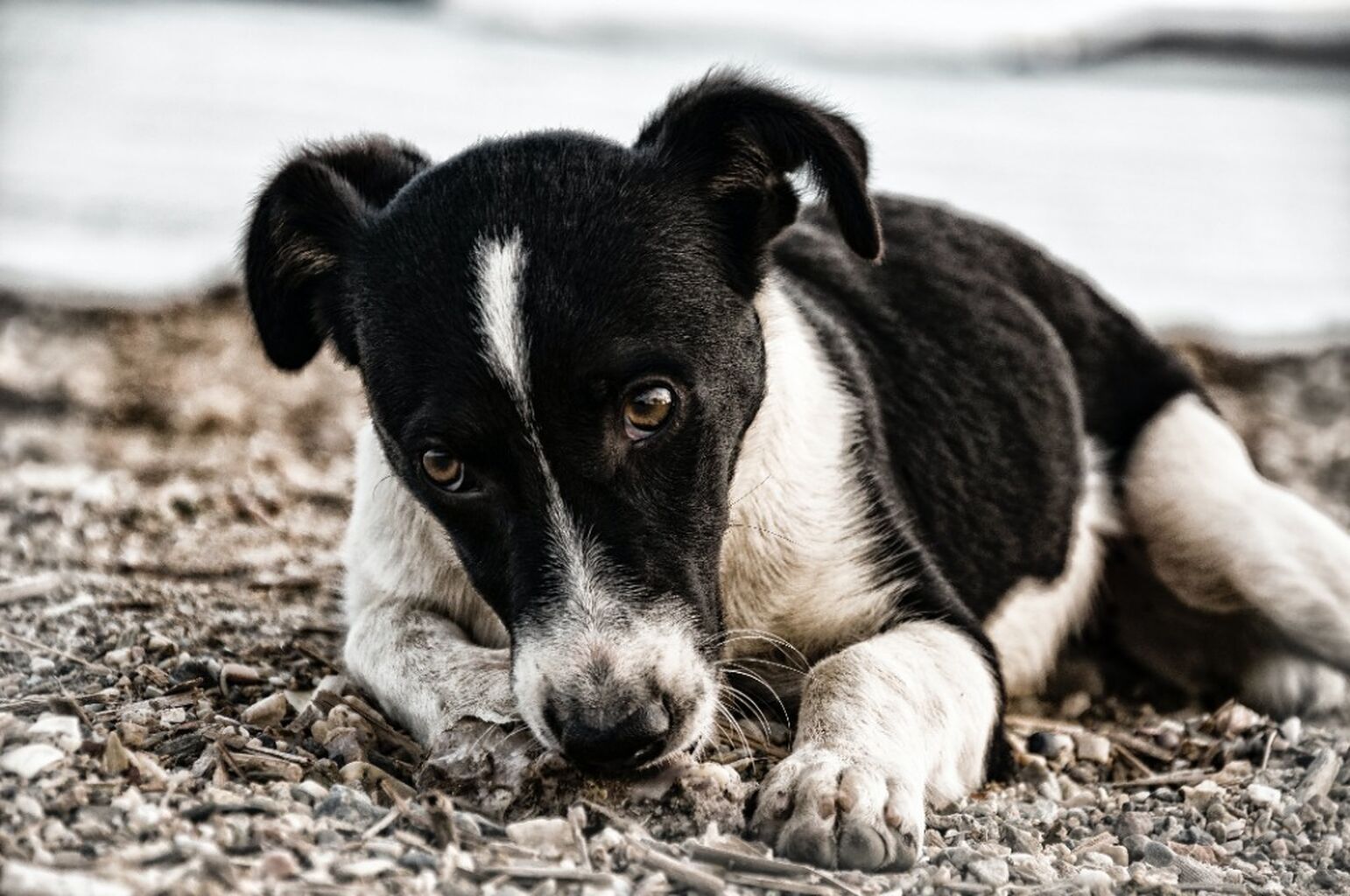 Tougher penalties for the sexual abuse of animals