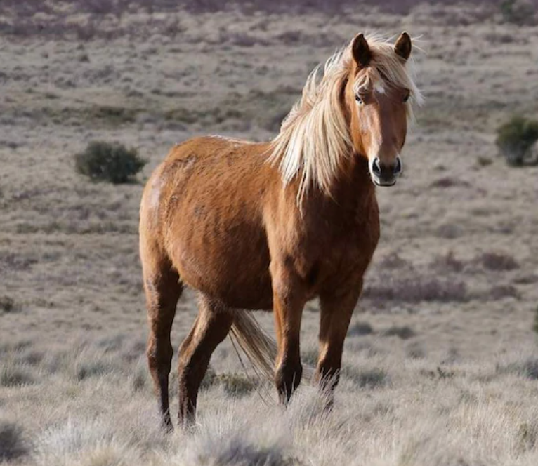 Petition: Stop the shooting and slaughter of brumbies