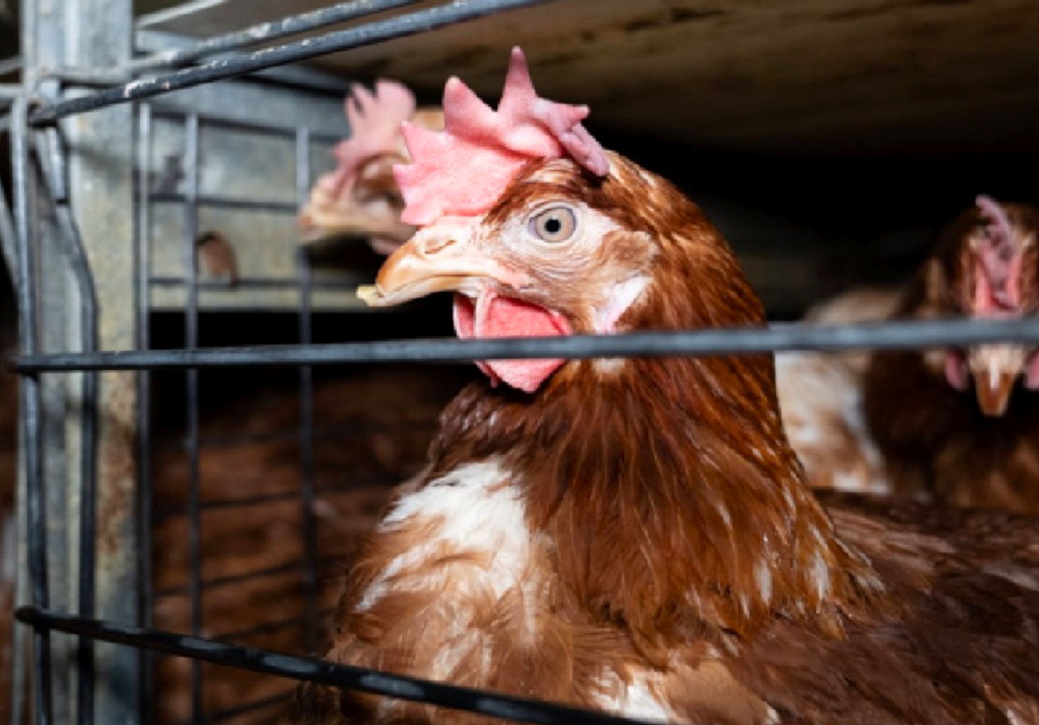 Call for a Minister for Animal Protection