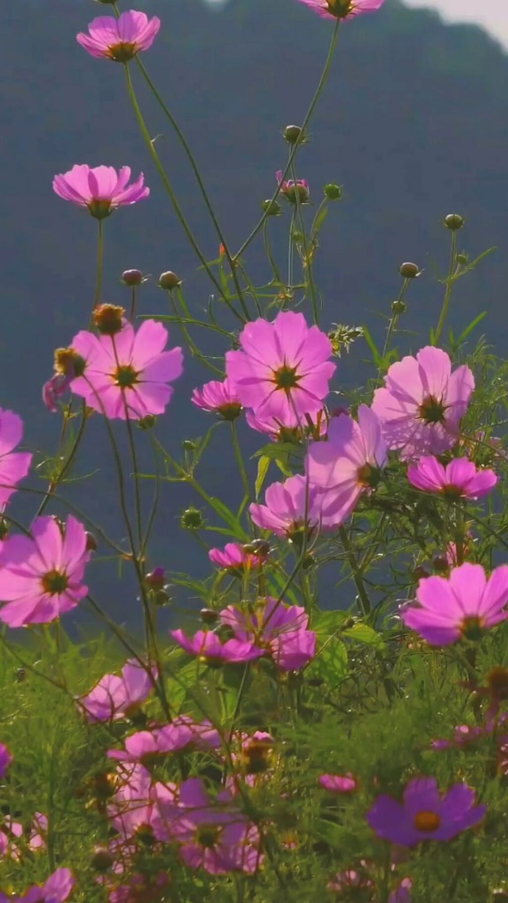 Spring Refresh 2024 REel