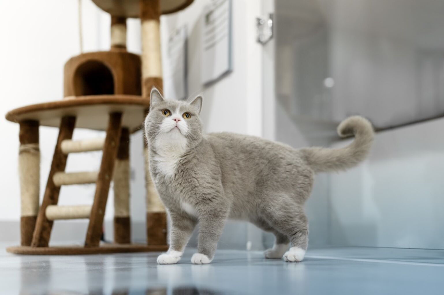 Cattery