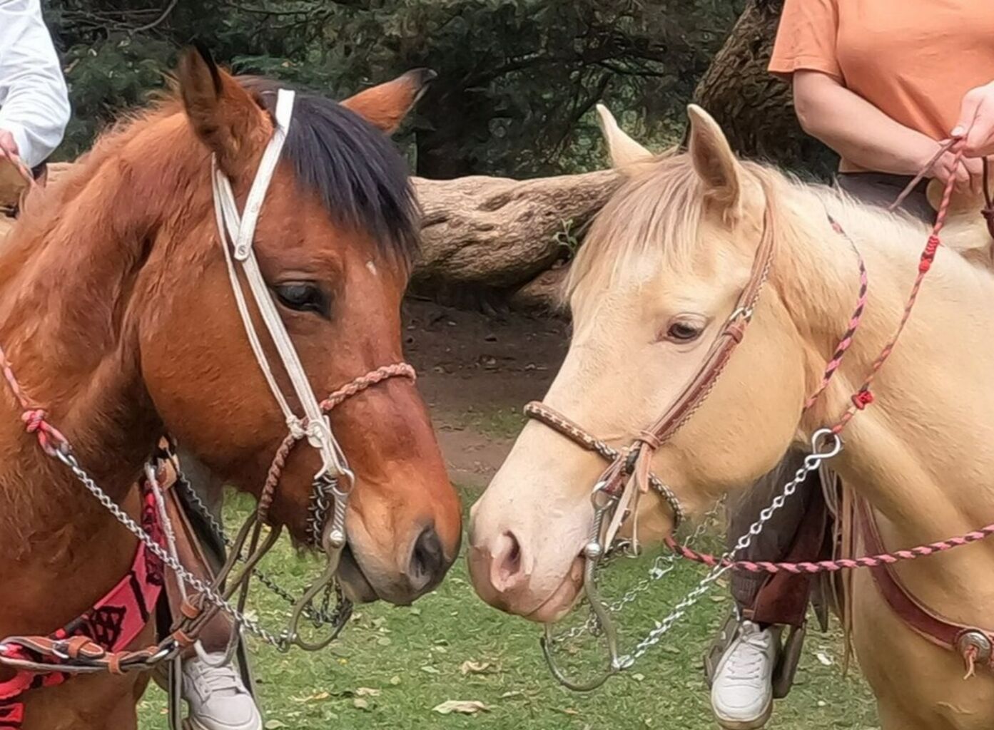 Book Horseback Riding on Viator