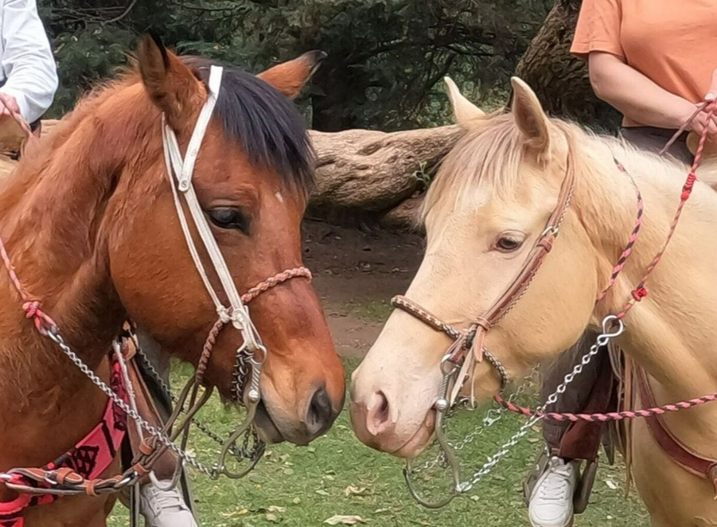 Book Horseback Riding on Airbnb