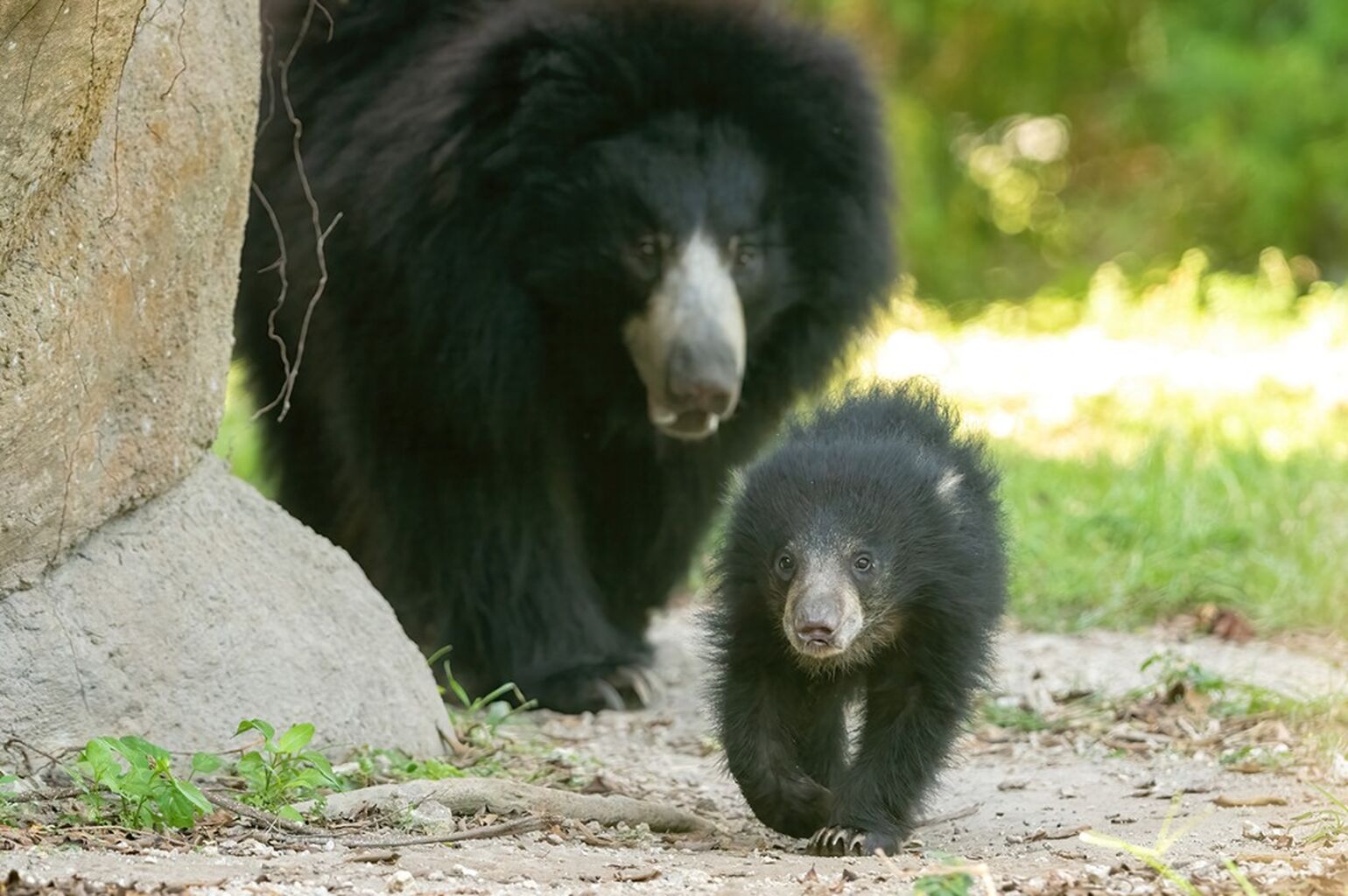 Sloth Bears