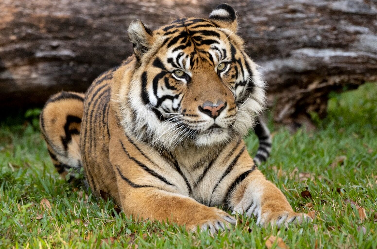 Tiger Expansion Project