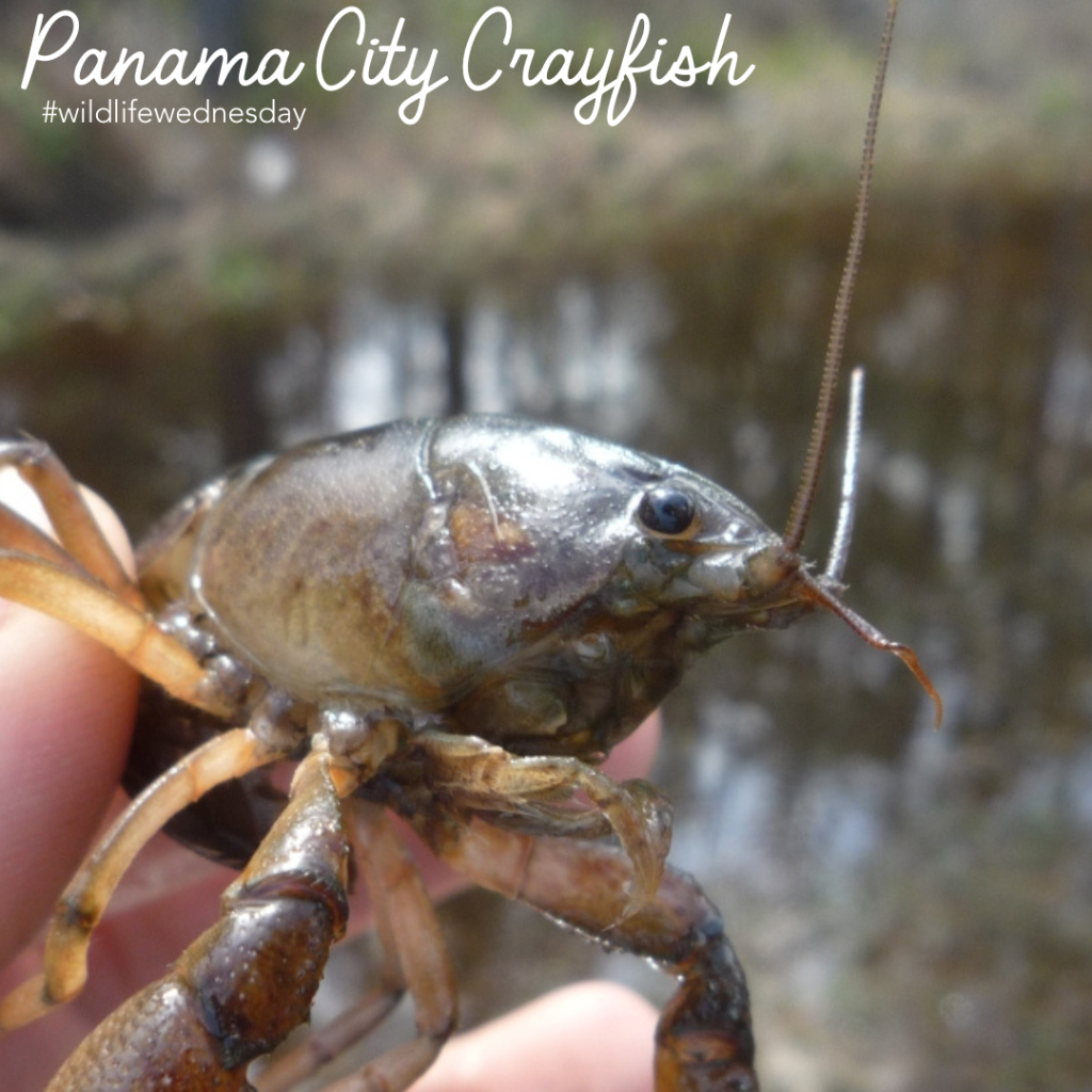 Panama City Crayfish