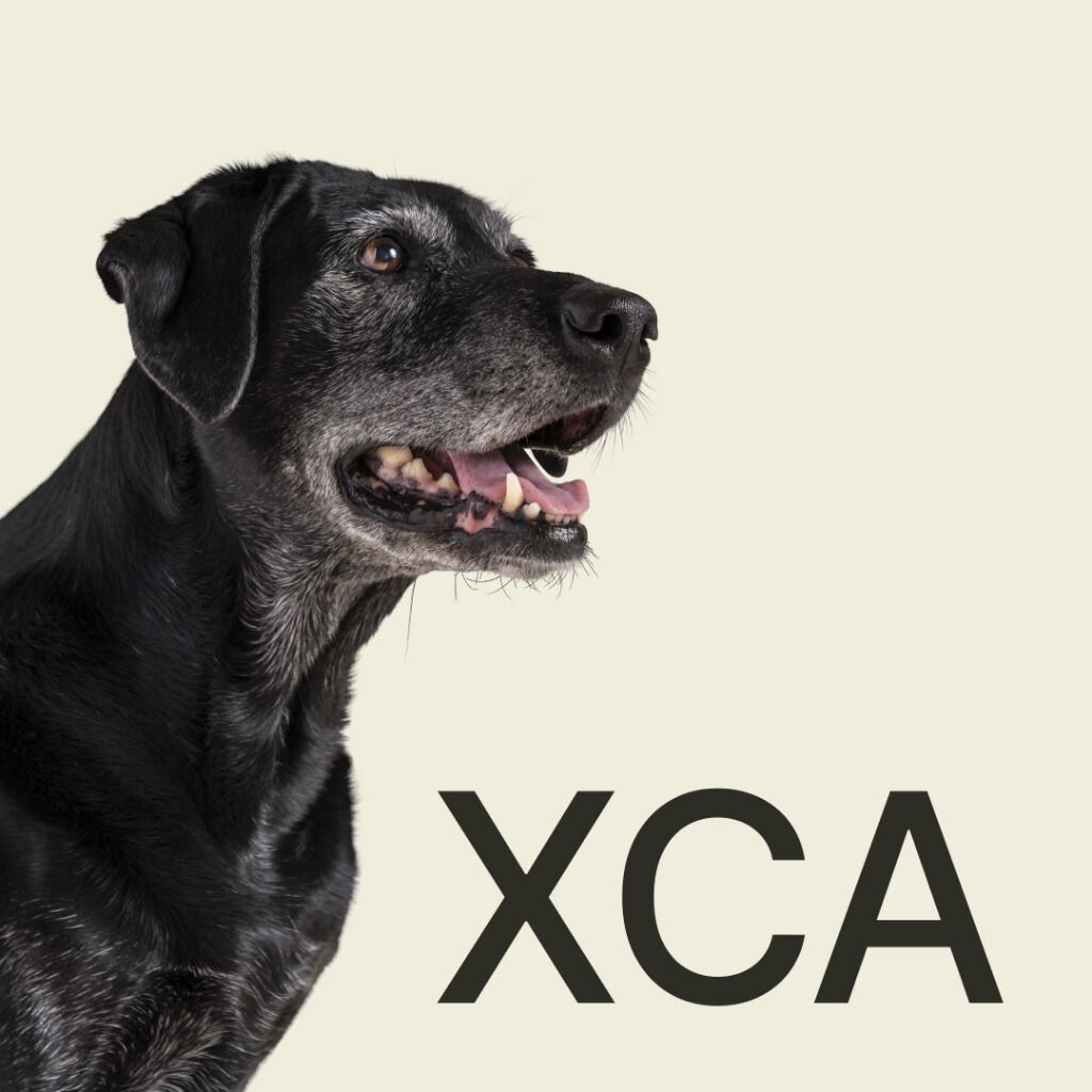 What is FDA conditional approval?