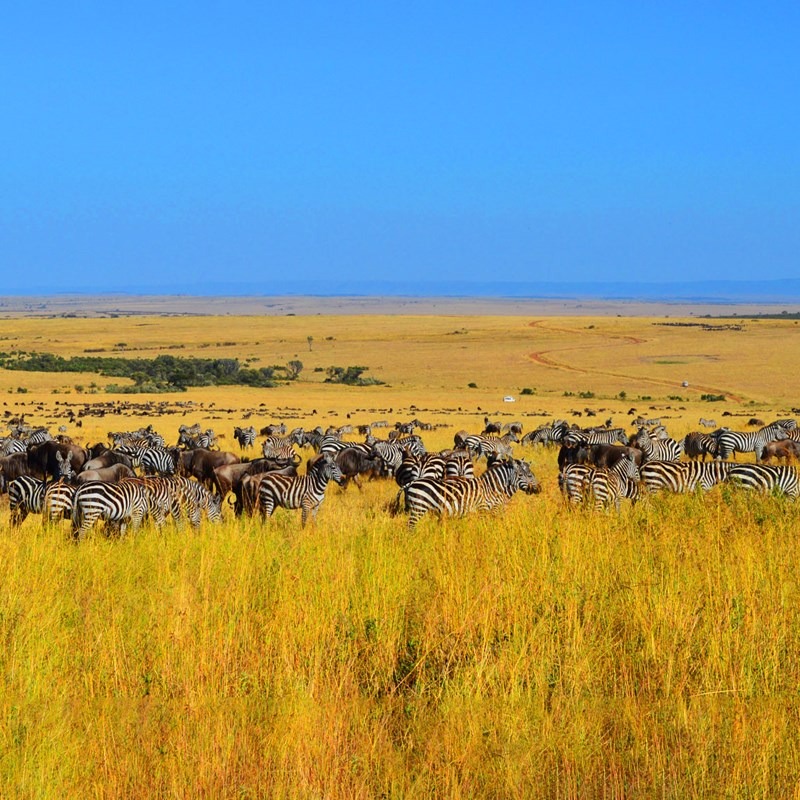 Africa