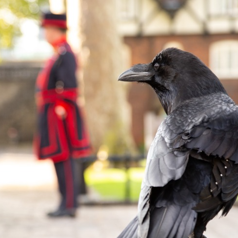 The Ravens of the Tower of London