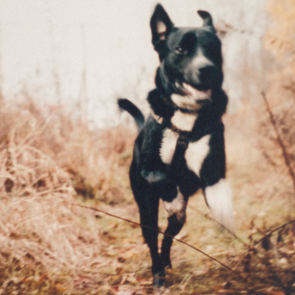 Promener le chien - Dany Placard