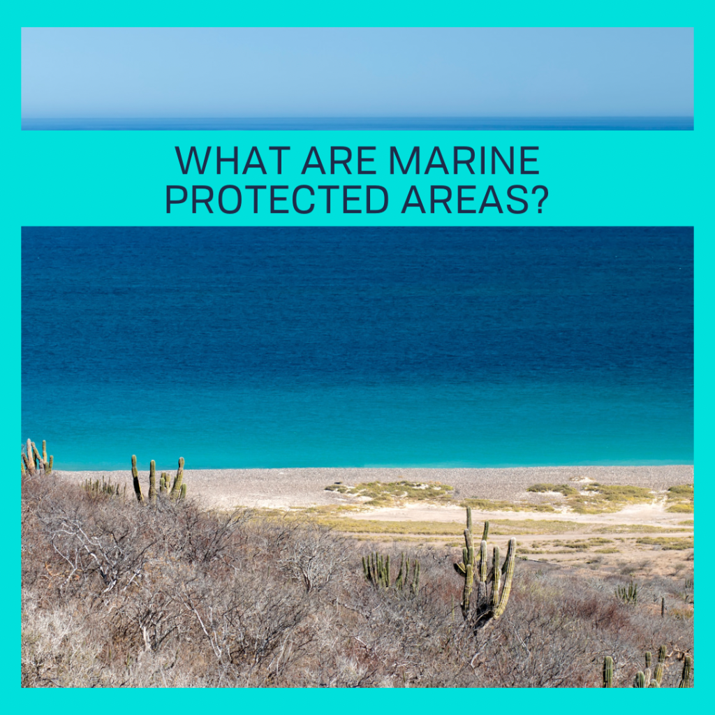 WHAT ARE MARINE PROTECTED AREAS?