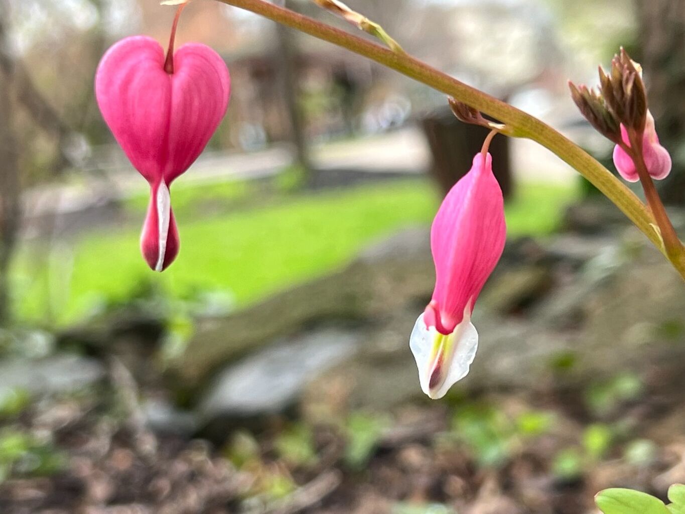 Beautiful Blooms