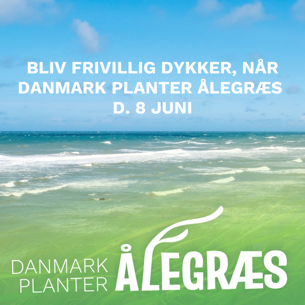Bliv frivillig dykker, n&aring;r Danmark planter &aring;legr&aelig;s