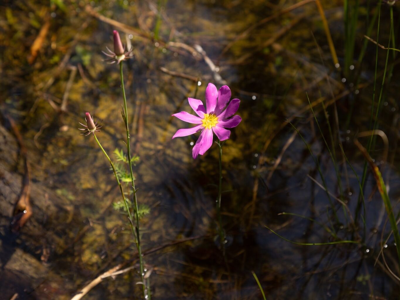 Florida's Everglades - A Natural Tool To Fight Climate Change