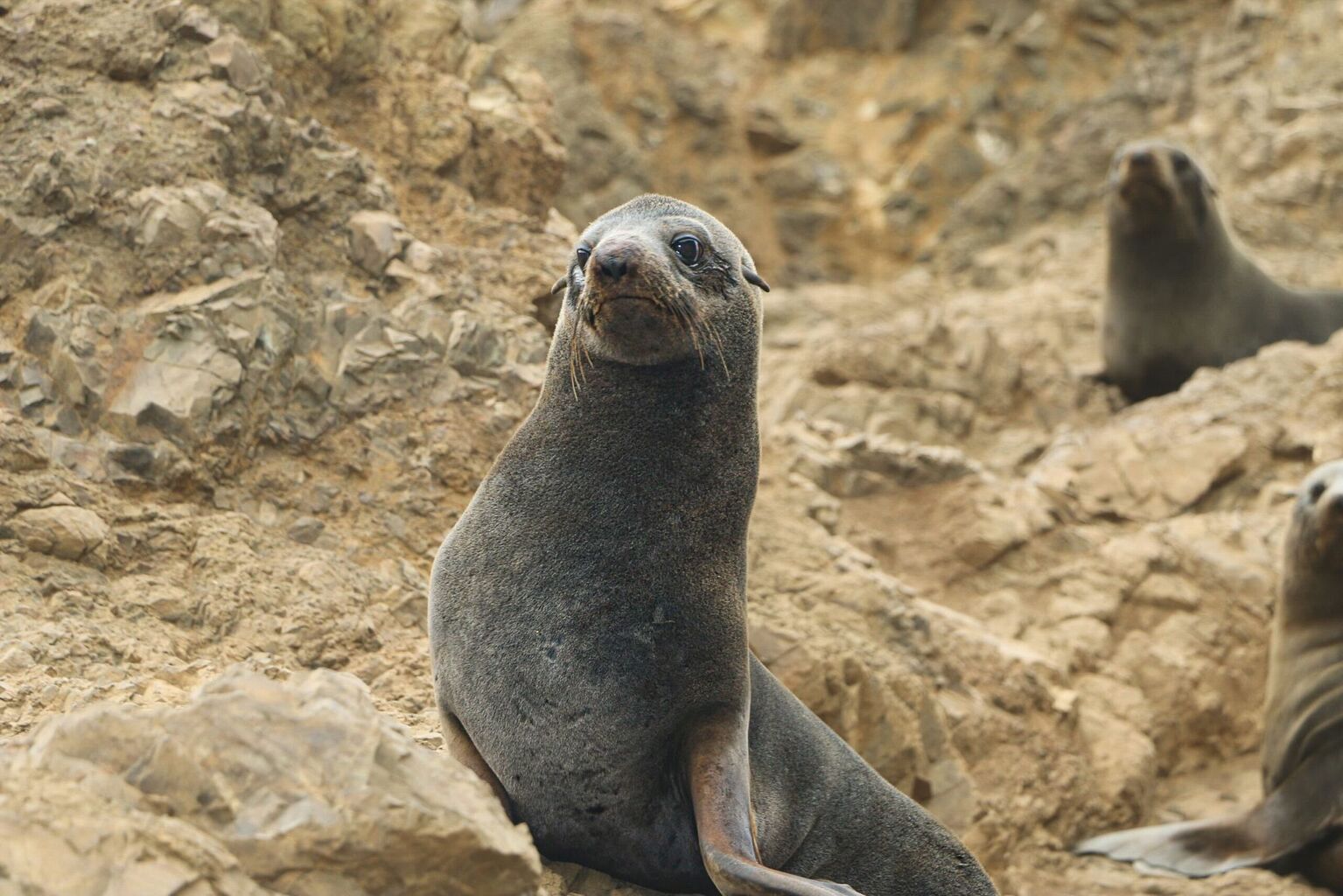 Island Conservation harnesses solutions from Lenovo to restore ecosystems
