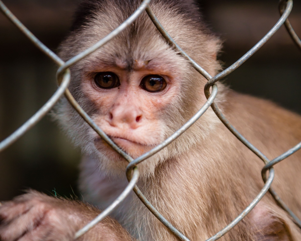 TAKE ACTION: Support the Captive Primate Safety Act!