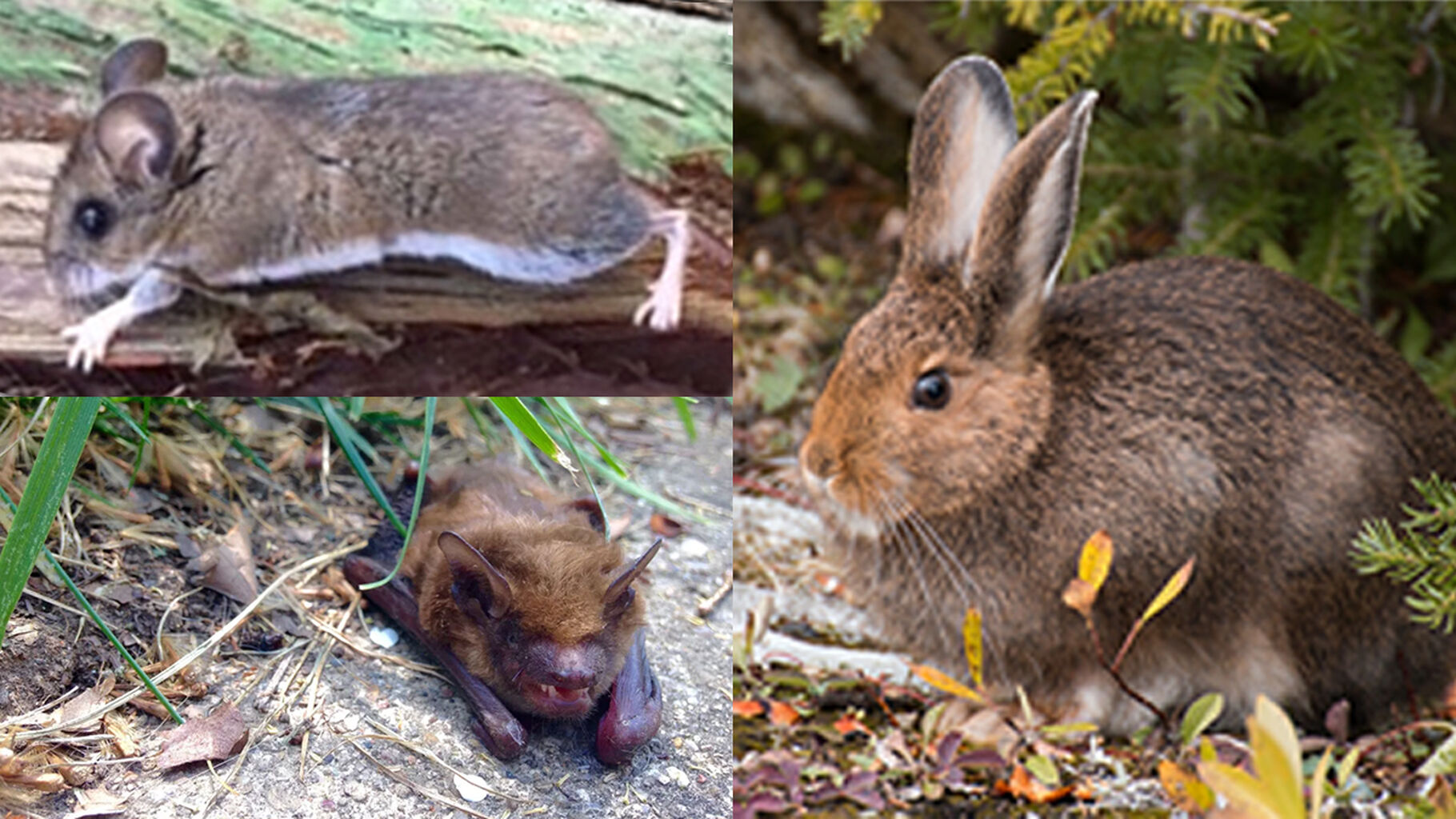 Backyard Critter Guide: How to avoid diseases from animals &ndash; PUBLIC HEALTH INSIDER