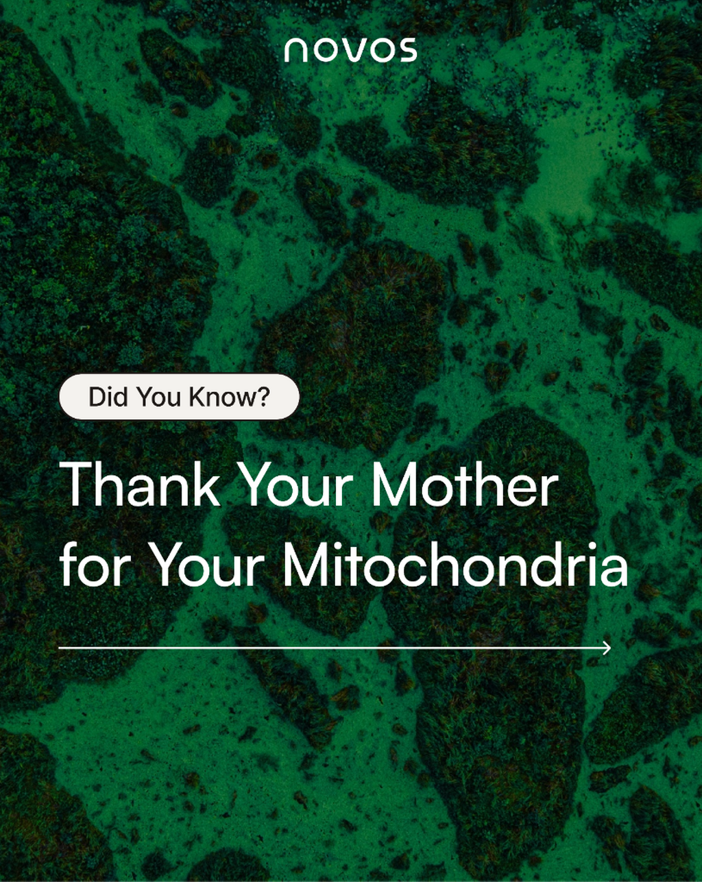 Mitochondria