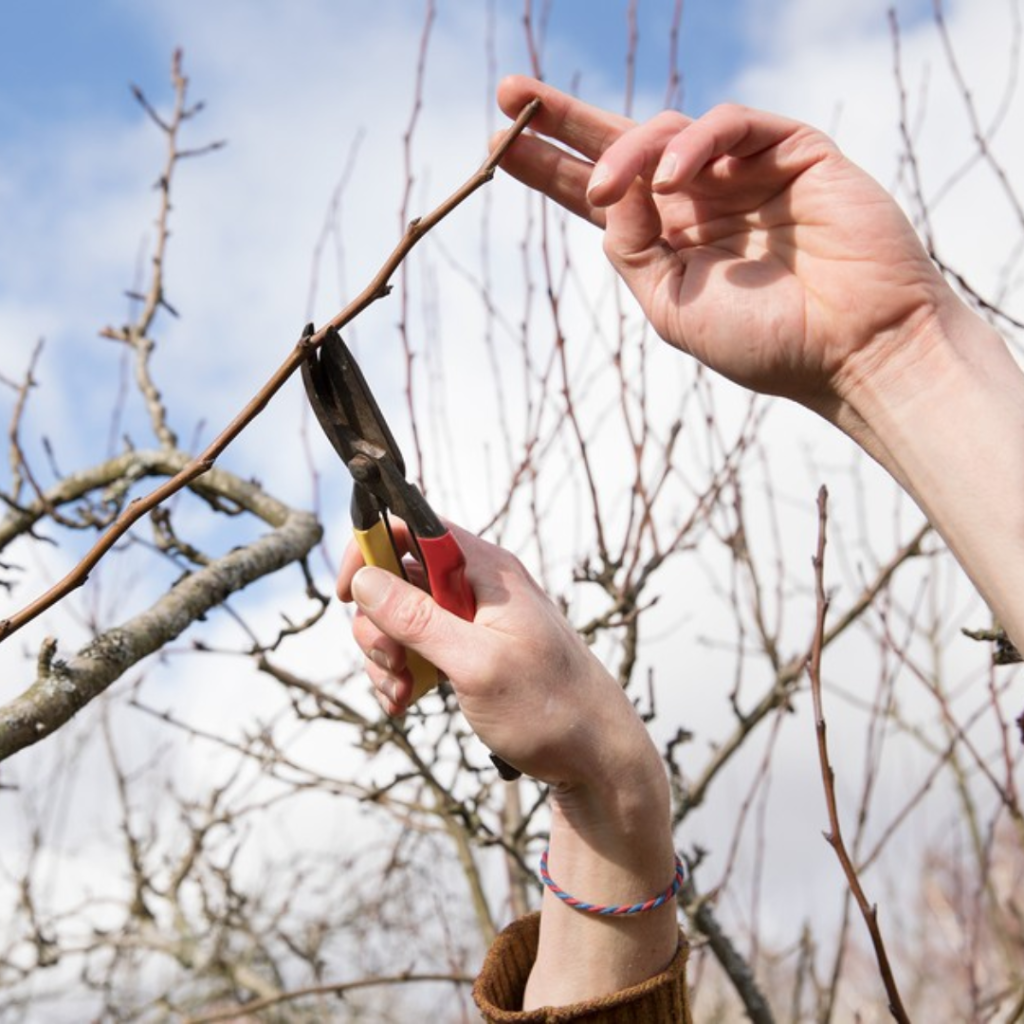 Apple Blossom Tour