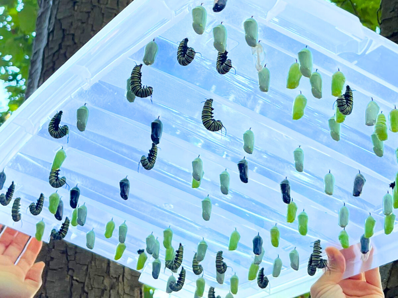 Sign up for Monarch Mail (Newsletter)
