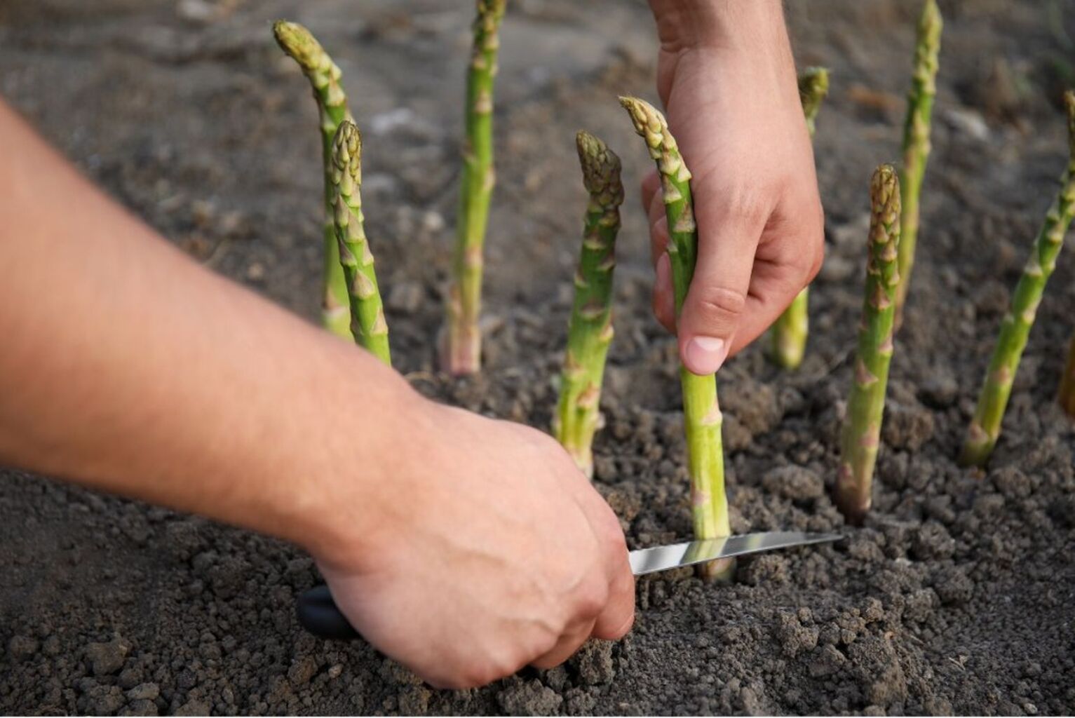 Asparagus Season